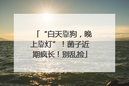 “白天靠狗，晚上靠灯”！菌子近期疯长！别乱捡