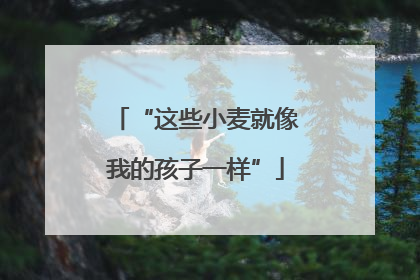 “这些小麦就像我的孩子一样”