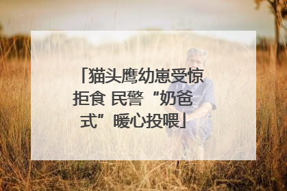 猫头鹰幼崽受惊拒食 民警“奶爸式”暖心投喂