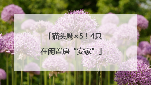 猫头鹰×5！4只在闲置房“安家”