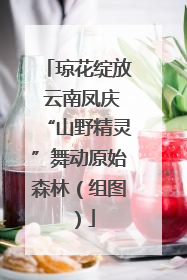 琼花绽放 云南凤庆“山野精灵”舞动原始森林（组图）