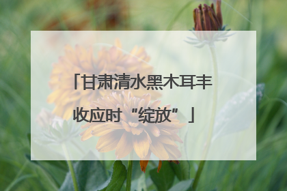 甘肃清水黑木耳丰收应时“绽放”