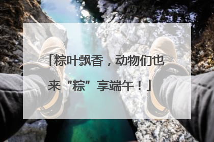 粽叶飘香，动物们也来“粽”享端午！