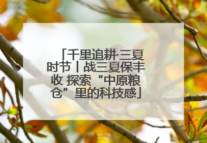 千里追耕·三夏时节丨战三夏保丰收 探索“中原粮仓”里的科技感