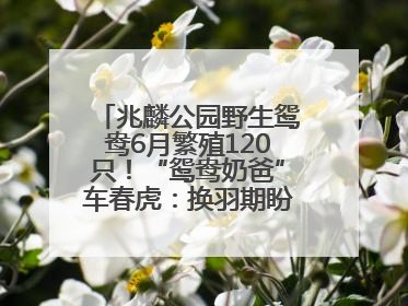 兆麟公园野生鸳鸯6月繁殖120只！“鸳鸯奶爸”车春虎：换羽期盼市民伸援手
