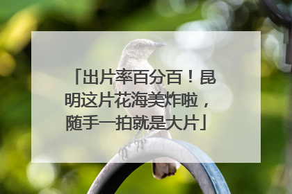 出片率百分百！昆明这片花海美炸啦，随手一拍就是大片