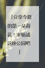 分享今夏的第一朵荷花！来杨浦这座公园吧