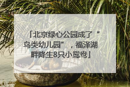 北京绿心公园成了“鸟类幼儿园”，福泽湖畔降生8只小鸳鸯