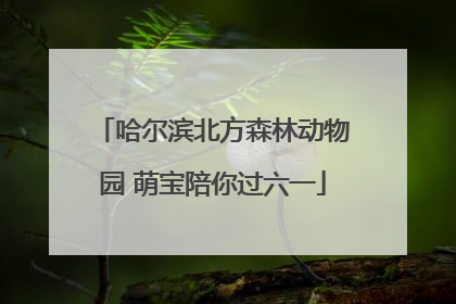 哈尔滨北方森林动物园 萌宝陪你过六一