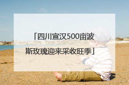 四川宣汉500亩波斯玫瑰迎来采收旺季