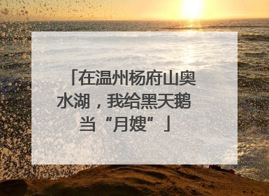 在温州杨府山奥水湖，我给黑天鹅当“月嫂”