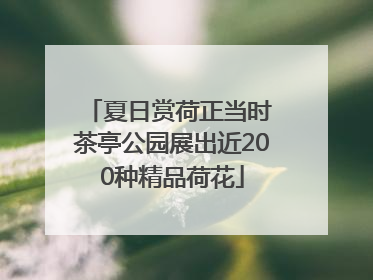 夏日赏荷正当时 茶亭公园展出近200种精品荷花