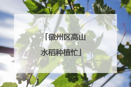 徽州区高山水稻种植忙