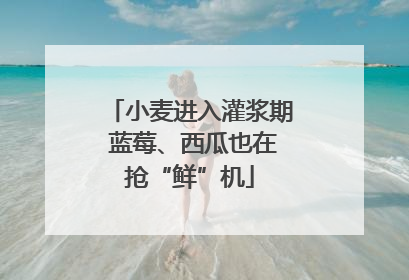 小麦进入灌浆期 蓝莓、西瓜也在抢“鲜”机