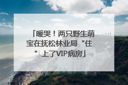 暖哭！两只野生萌宝在抚松林业局“住”上了VIP病房