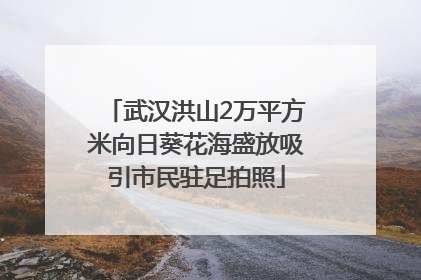 武汉洪山2万平方米向日葵花海盛放吸引市民驻足拍照