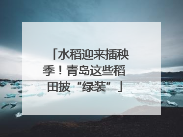 水稻迎来插秧季！青岛这些稻田披“绿装”