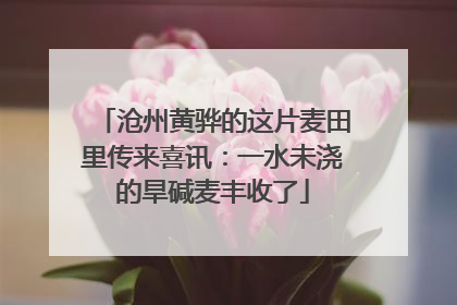 沧州黄骅的这片麦田里传来喜讯：一水未浇的旱碱麦丰收了