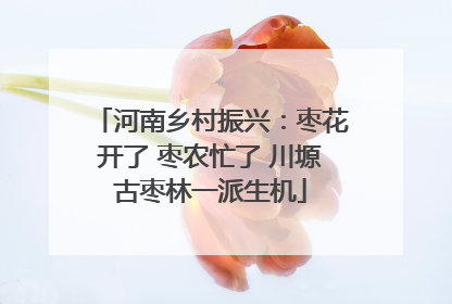 河南乡村振兴：枣花开了 枣农忙了 川塬古枣林一派生机