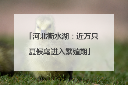 河北衡水湖：近万只夏候鸟进入繁殖期