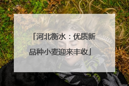 河北衡水：优质新品种小麦迎来丰收