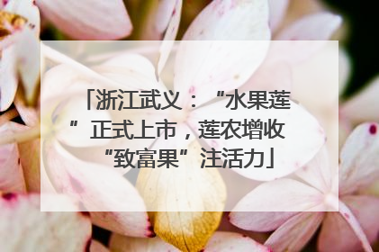 浙江武义：“水果莲”正式上市，莲农增收“致富果”注活力