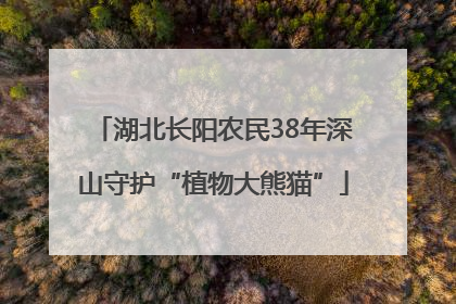 湖北长阳农民38年深山守护“植物大熊猫”