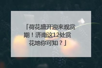 荷花盛开迎来观赏期！济南这12处赏花地你可知？