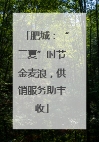 肥城：“三夏”时节金麦浪，供销服务助丰收