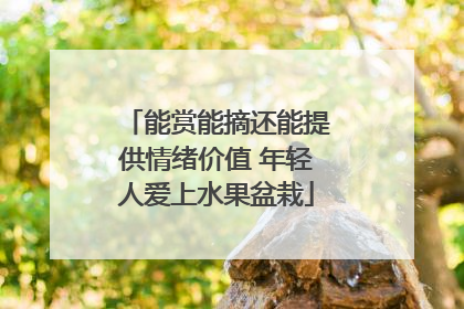 能赏能摘还能提供情绪价值 年轻人爱上水果盆栽