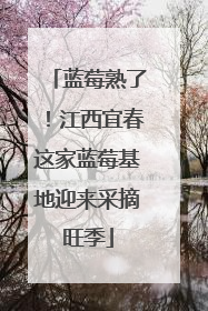 蓝莓熟了！江西宜春这家蓝莓基地迎来采摘旺季