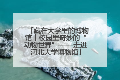 藏在大学里的博物馆丨校园里奇妙的“动物世界”——走进河北大学博物馆