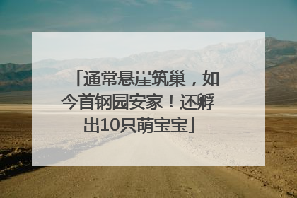 通常悬崖筑巢，如今首钢园安家！还孵出10只萌宝宝