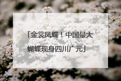 金裳凤蝶！中国最大蝴蝶现身四川广元