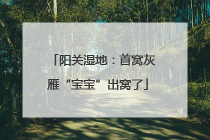 阳关湿地：首窝灰雁“宝宝”出窝了