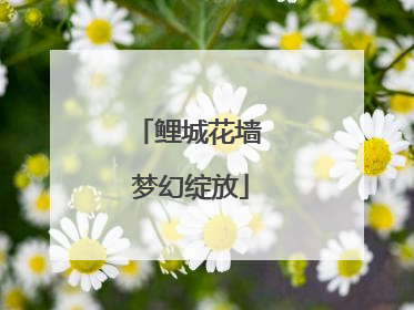 鲤城花墙 梦幻绽放