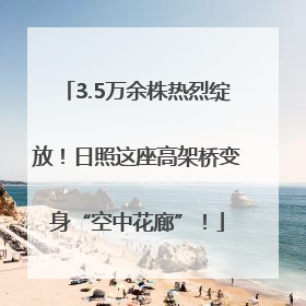 3.5万余株热烈绽放！日照这座高架桥变身“空中花廊”！