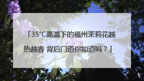 35℃高温下的福州茉莉花越热越香 背后门道你知道吗？